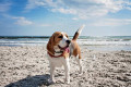 Urlaub Hund Ostsee Urlaub Hund Ostsee