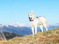 Urlaub mit Hund in den Bergen Urlaub mit Hund in den Bergen
